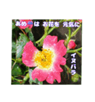 夏の山野草で、日々のご挨拶を（個別スタンプ：29）