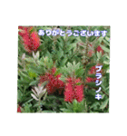 夏の山野草で、日々のご挨拶を（個別スタンプ：31）