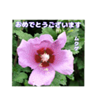 夏の山野草で、日々のご挨拶を（個別スタンプ：33）