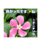 夏の山野草で、日々のご挨拶を（個別スタンプ：34）