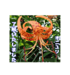 夏の山野草で、日々のご挨拶を（個別スタンプ：36）