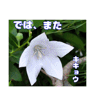 夏の山野草で、日々のご挨拶を（個別スタンプ：37）