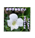 夏の山野草で、日々のご挨拶を（個別スタンプ：38）