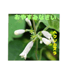 夏の山野草で、日々のご挨拶を（個別スタンプ：39）