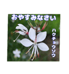 夏の山野草で、日々のご挨拶を（個別スタンプ：40）