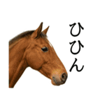 最強で最高な群馬県（個別スタンプ：19）