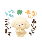 毎日使える★トイプードル（個別スタンプ：20）