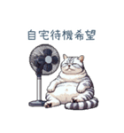 毎日使える夏のねこちゃん【連絡】（個別スタンプ：3）