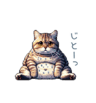 毎日使える夏のねこちゃん【連絡】（個別スタンプ：4）