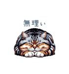 毎日使える夏のねこちゃん【連絡】（個別スタンプ：25）