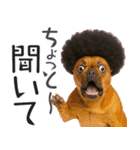 フレンチなブルさん2（個別スタンプ：10）
