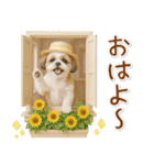 癒しシーズーの「夏」の毎日（個別スタンプ：1）