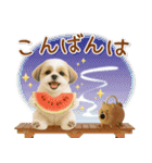 癒しシーズーの「夏」の毎日（個別スタンプ：4）