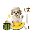 癒しシーズーの「夏」の毎日（個別スタンプ：6）