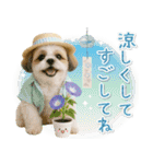 癒しシーズーの「夏」の毎日（個別スタンプ：11）