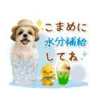 癒しシーズーの「夏」の毎日（個別スタンプ：14）