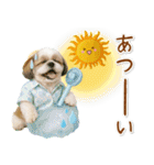 癒しシーズーの「夏」の毎日（個別スタンプ：17）