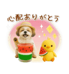 癒しシーズーの「夏」の毎日（個別スタンプ：20）