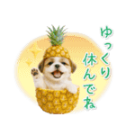 癒しシーズーの「夏」の毎日（個別スタンプ：23）