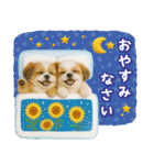 癒しシーズーの「夏」の毎日（個別スタンプ：24）