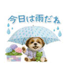 癒しシーズーの「夏」の毎日（個別スタンプ：25）