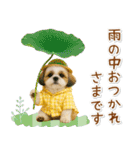 癒しシーズーの「夏」の毎日（個別スタンプ：26）