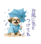 癒しシーズーの「夏」の毎日（個別スタンプ：27）