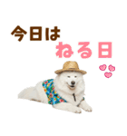 もふっとサモエド★夏スタンプ（個別スタンプ：2）