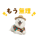 もふっとサモエド★夏スタンプ（個別スタンプ：3）