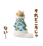 もふっとサモエド★夏スタンプ（個別スタンプ：4）