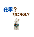 もふっとサモエド★夏スタンプ（個別スタンプ：5）