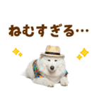 もふっとサモエド★夏スタンプ（個別スタンプ：9）