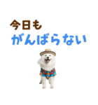 もふっとサモエド★夏スタンプ（個別スタンプ：10）