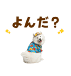 もふっとサモエド★夏スタンプ（個別スタンプ：14）