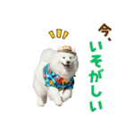 もふっとサモエド★夏スタンプ（個別スタンプ：15）