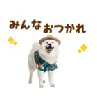 もふっとサモエド★夏スタンプ（個別スタンプ：16）