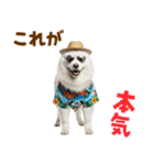 もふっとサモエド★夏スタンプ（個別スタンプ：17）