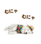 もふっとサモエド★夏スタンプ（個別スタンプ：18）