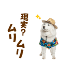 もふっとサモエド★夏スタンプ（個別スタンプ：19）