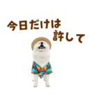 もふっとサモエド★夏スタンプ（個別スタンプ：20）