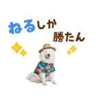 もふっとサモエド★夏スタンプ（個別スタンプ：22）