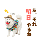 もふっとサモエド★夏スタンプ（個別スタンプ：23）