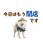 もふっとサモエド★夏スタンプ（個別スタンプ：24）