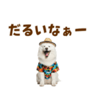 もふっとサモエド★夏スタンプ（個別スタンプ：25）