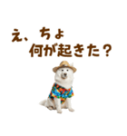 もふっとサモエド★夏スタンプ（個別スタンプ：26）