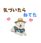 もふっとサモエド★夏スタンプ（個別スタンプ：27）