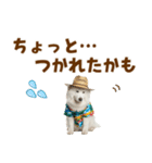 もふっとサモエド★夏スタンプ（個別スタンプ：28）