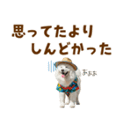 もふっとサモエド★夏スタンプ（個別スタンプ：29）