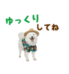 もふっとサモエド★夏スタンプ（個別スタンプ：33）