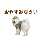 もふっとサモエド★夏スタンプ（個別スタンプ：34）